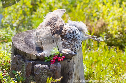 Image of hunting hazel grouse bird