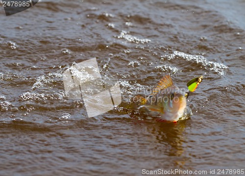 Image of Perch fishing