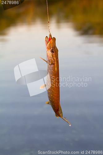 Image of pike fishing