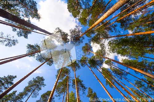 Image of pine wood and cloud