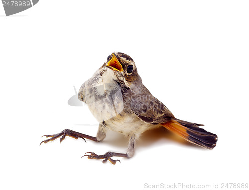 Image of blue-throated robin bird isolated