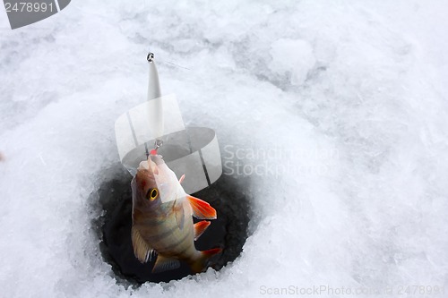Image of winter perch fishing leisure
