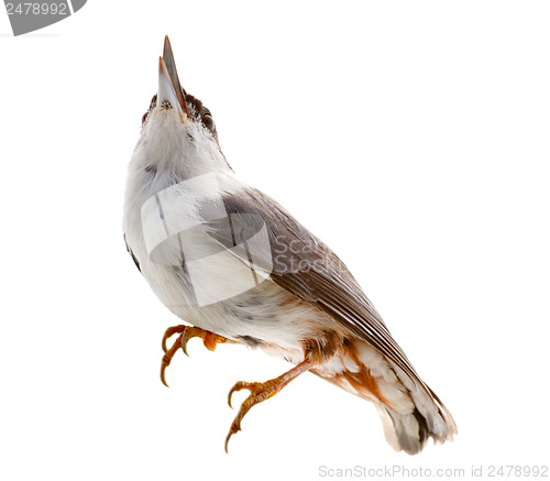 Image of bird isolated on a white background. nutcracker