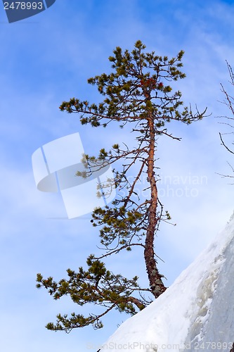 Image of winter pine on the mountain