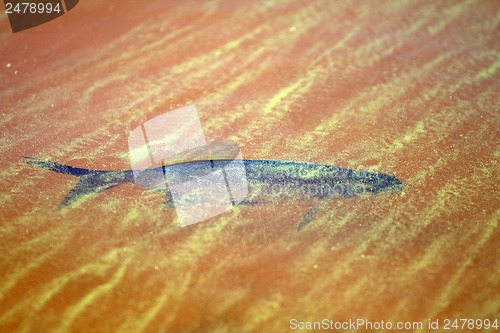 Image of white-eye fish underwater