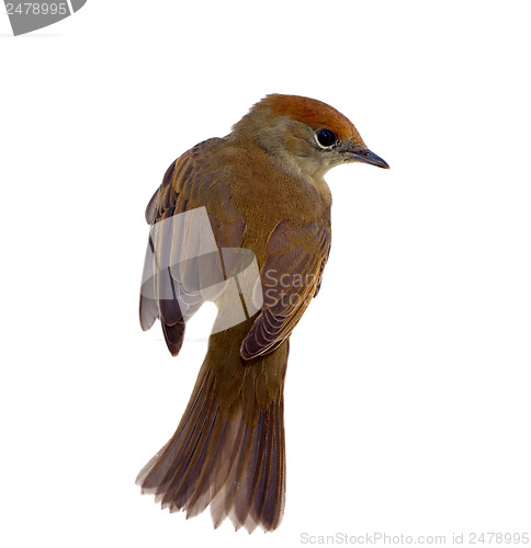 Image of bird isolated on a white background (Black-cap)