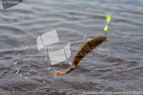 Image of Perch fishing