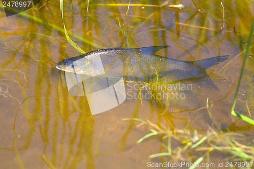 Image of white-eye fish underwater