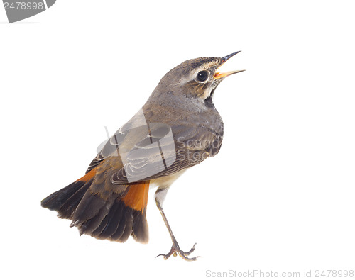 Image of blue-throated robin bird isolated