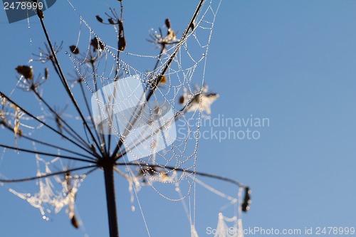 Image of dew on spider web