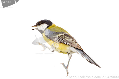 Image of  titmouse bird isolated on white