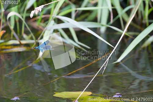 Image of dragonfly in the summer on the river