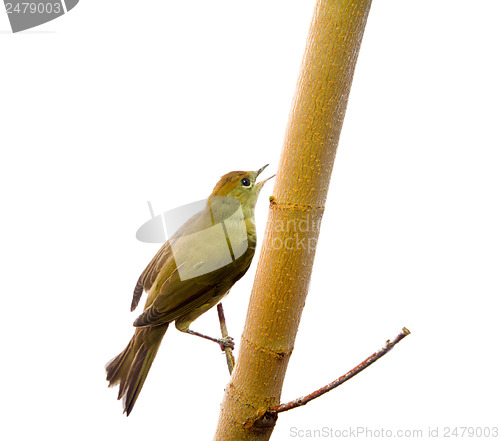 Image of bird isolated on a white background (Black-cap)