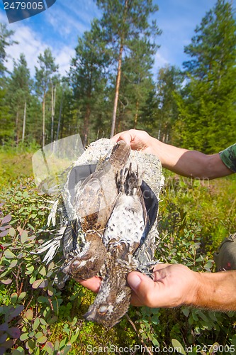 Image of hunting hazel grouse bird