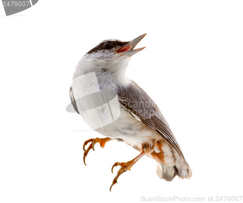 Image of bird isolated on a white background. nutcracker