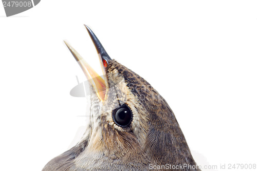 Image of blue-throated robin bird isolated