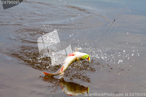 Image of Perch fishing