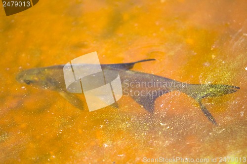 Image of white-eye fish underwater