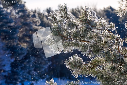 Image of winter, fir-tree in  frost