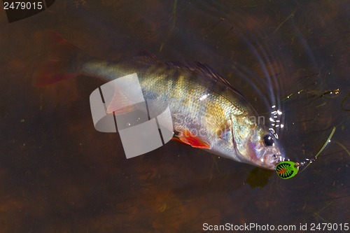 Image of Perch caught on spinning