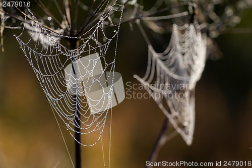 Image of dew on spider web