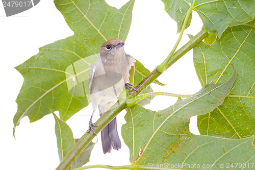 Image of bird on a maple (Black-cap)