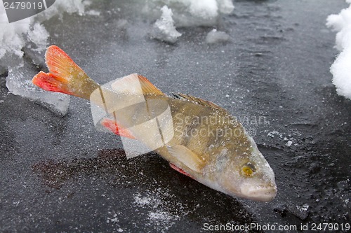 Image of winter perch fishing leisure