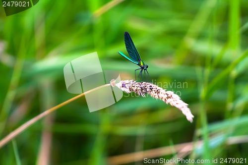 Image of dragonfly in the summer on the river