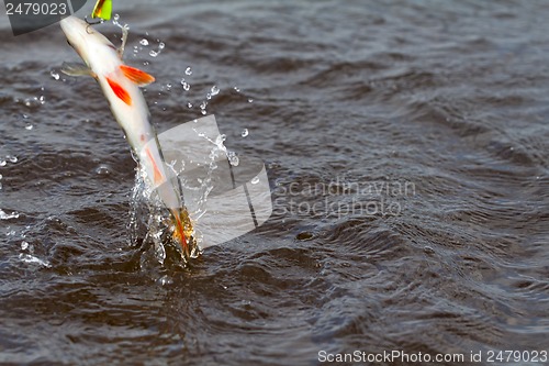 Image of Perch fishing