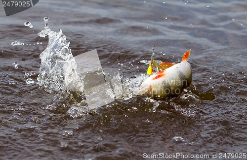Image of Perch fishing