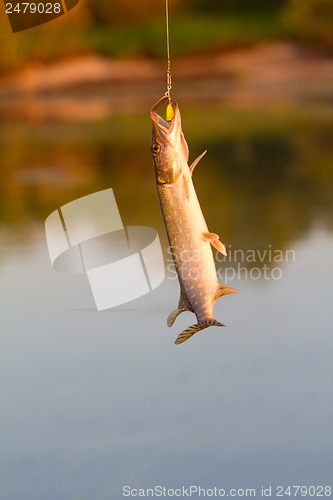 Image of pike fishing
