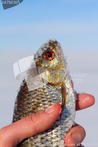 Image of roach and ice  fishing