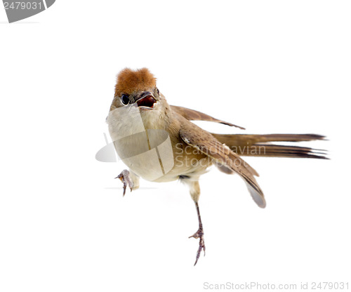 Image of bird isolated on a white background (Black-cap)