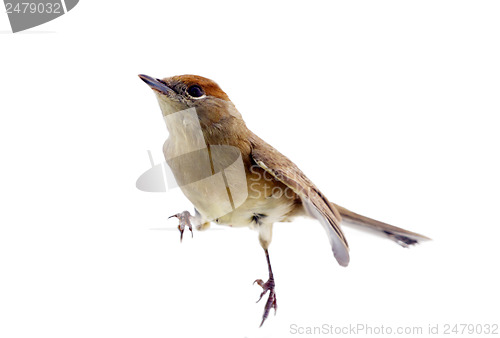 Image of bird isolated on a white background (Black-cap)