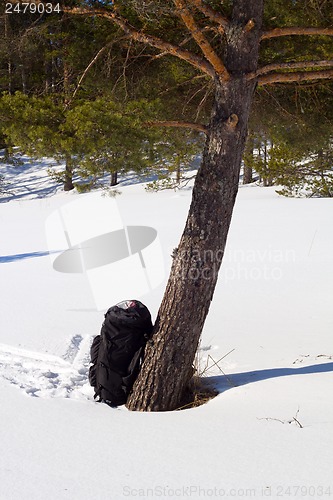 Image of campaign backpacks in the winter wood