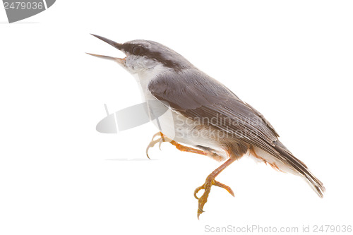 Image of bird isolated on a white background. nutcracker