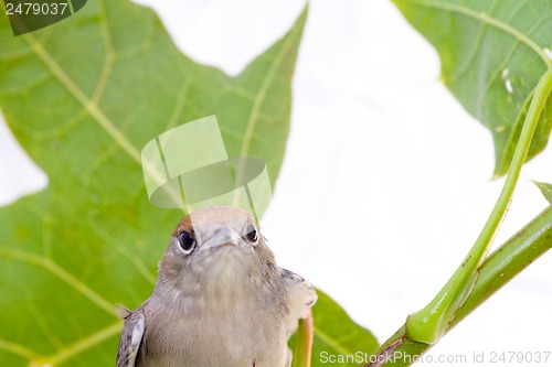 Image of bird on a maple (Black-cap)