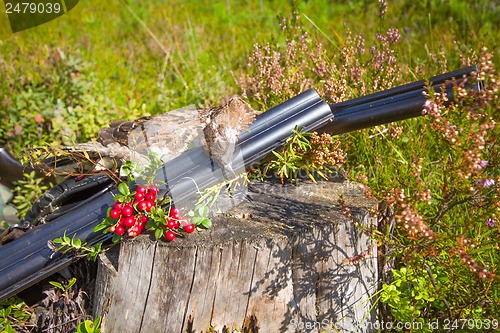 Image of hunting hazel grouse bird