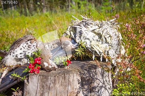 Image of hunting hazel grouse bird