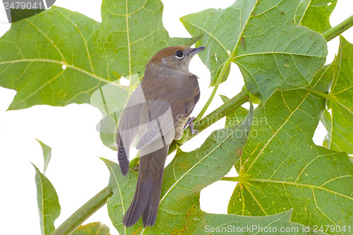 Image of bird on a maple (Black-cap)