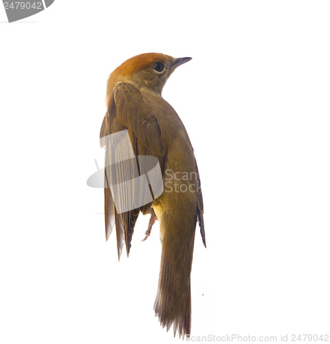 Image of bird isolated on a white background (Black-cap)