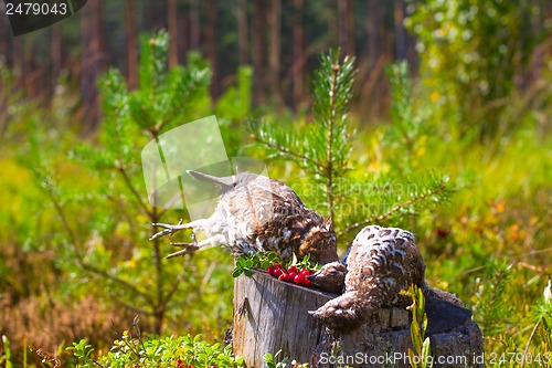 Image of hunting hazel grouse bird