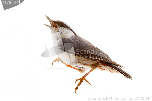 Image of bird isolated on a white background. nutcracker