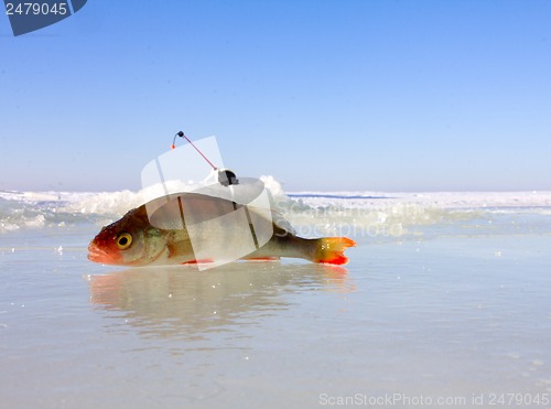 Image of winter perch fishing leisure