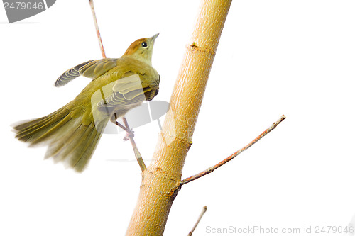 Image of bird isolated on a white background (Black-cap)