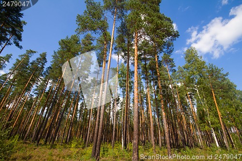 Image of pine wood and cloud