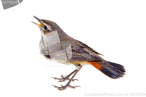 Image of blue-throated robin bird isolated