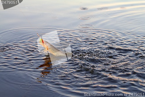 Image of pike fishing