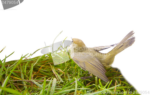 Image of bird isolated on a white background (Black-cap)