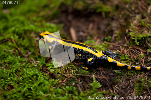 Image of fire salamander salamandra closeup in forest outdoor